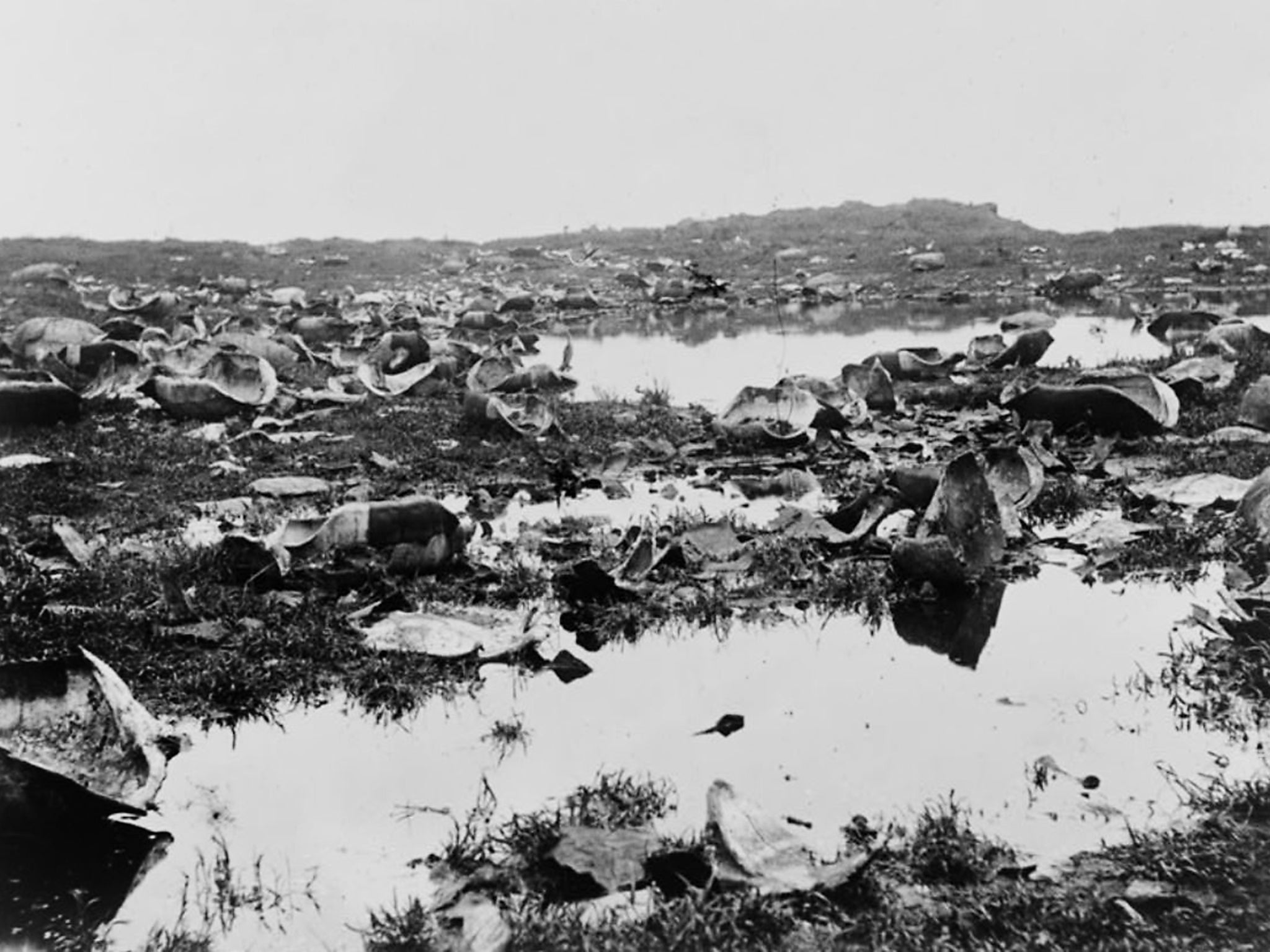 The remains of tortoises killed by hunters in 1903 are a chilling reminder of what can happen if hunting goes unchecked (RH Beck/Library of Congress)
