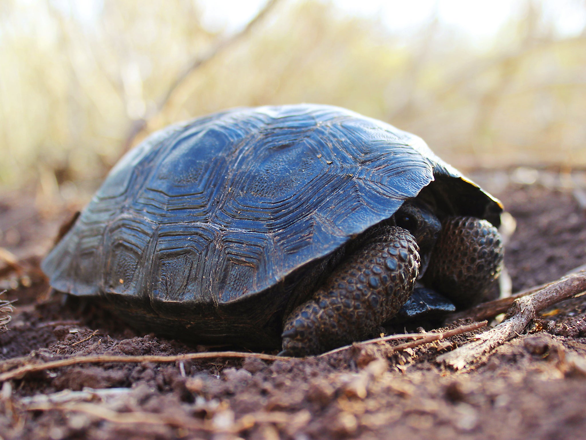 One of the first hatchlings on Pinzon Island in over a century