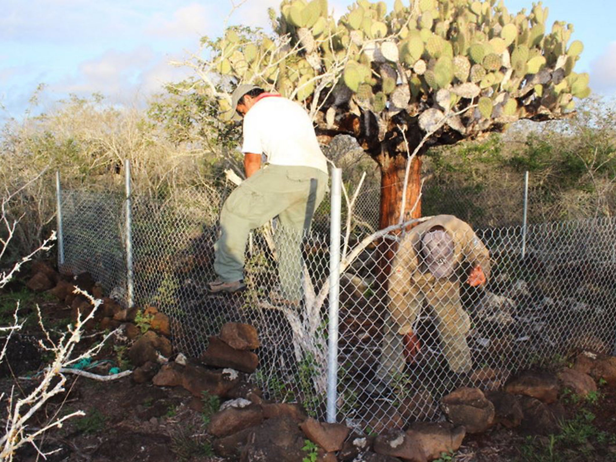 Building a tortoise exclosure.
