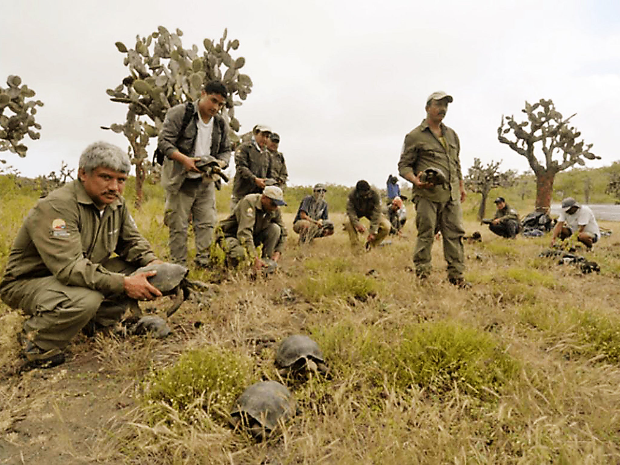 Park rangers releasing juvenile giant tortoises from the Espanola Island lineage to Santa Fe Island