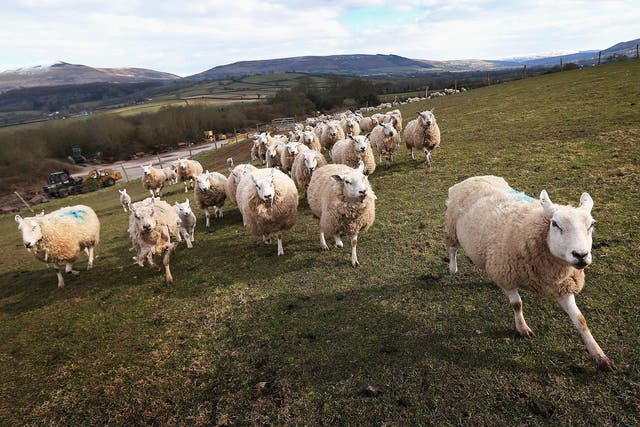 It’s time to put Welsh produce in the spotlight