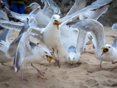 Angry Britons' battle with dive-bombing seagulls moves inland