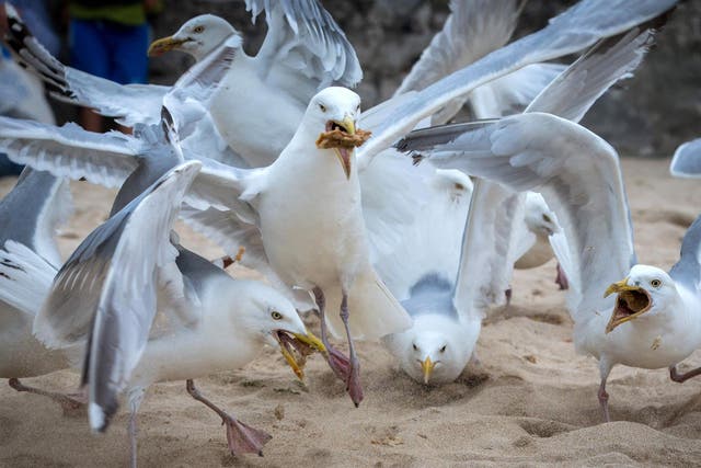 The eggs of some seagulls are considered a culinary delicacy and sell for £7 per egg
