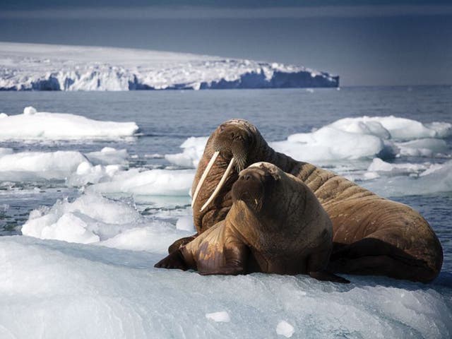 A walrus and her pup rest on an iceberg in Svalbard, Arctic, in a scene from ‘Blue Planet II’. Scientists predict that polar melting could cause climate change ‘trigger points’