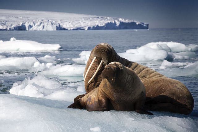 A walrus and her pup rest on an iceberg in Svalbard, Arctic, in a scene from ‘Blue Planet II’. Scientists predict that polar melting could cause climate change ‘trigger points’