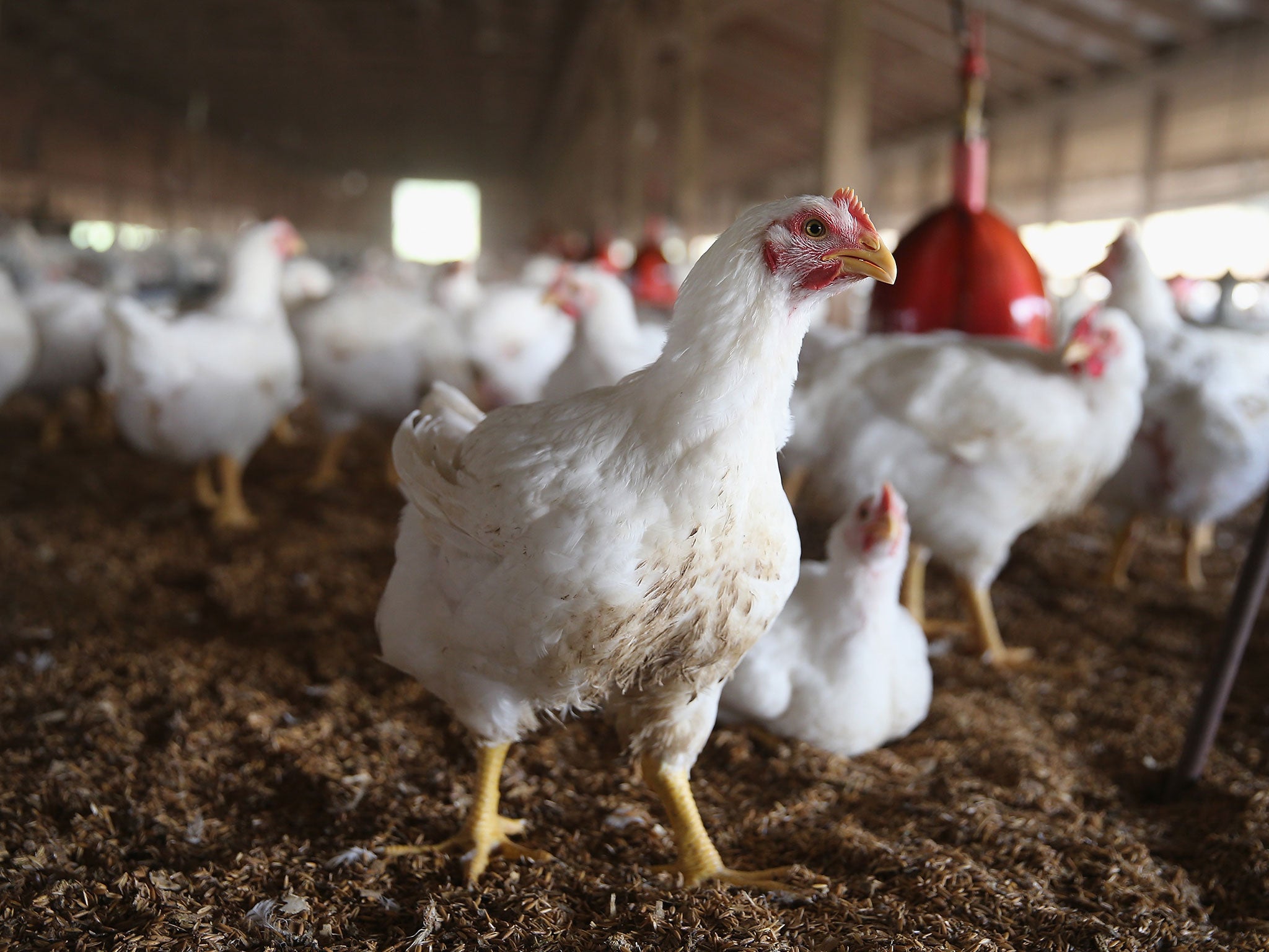 Chickens gather around a feeder at a farm in Iowa