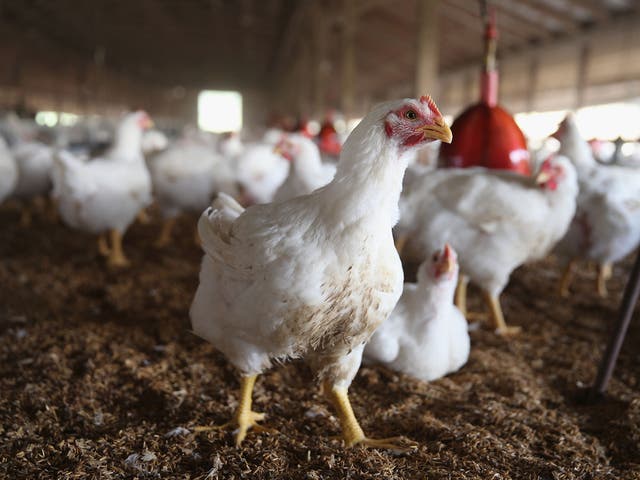 Chickens gather around a feeder at a farm in Iowa