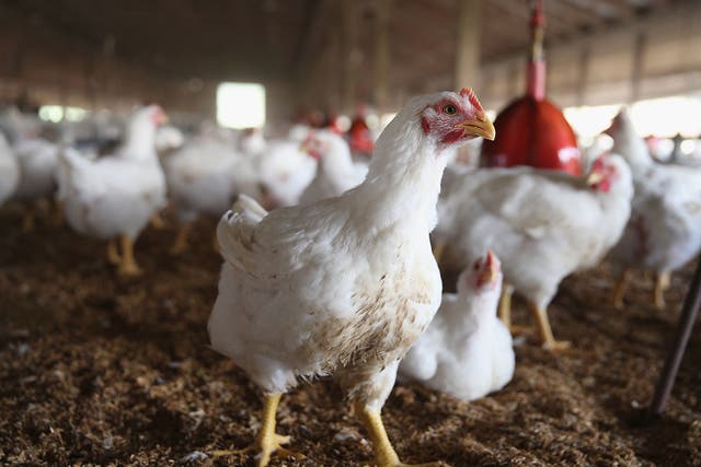 Chickens gather around a feeder at a farm in Iowa