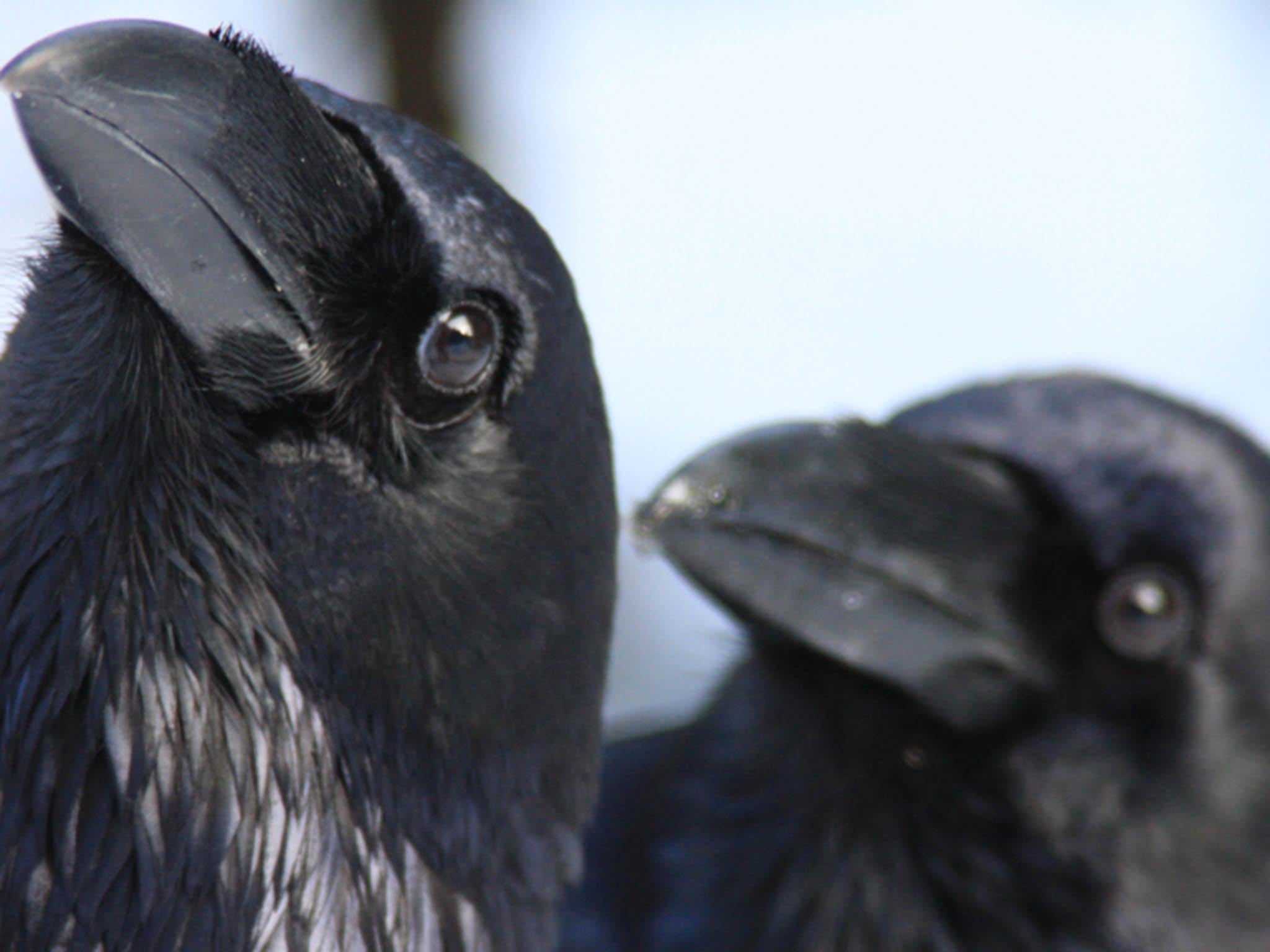 In one study, crows that realised they were being rewarded unfairly, compared to their peers, became uncooperative