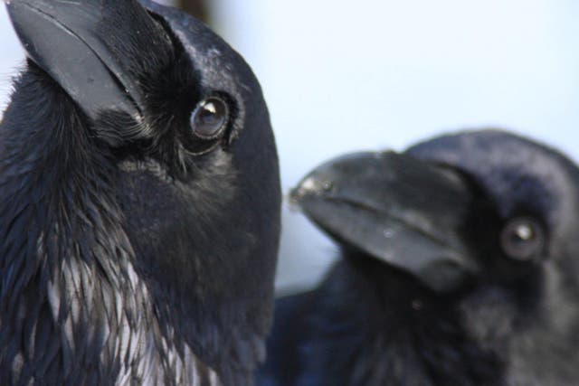 In one study, crows that realised they were being rewarded unfairly, compared to their peers, became uncooperative 