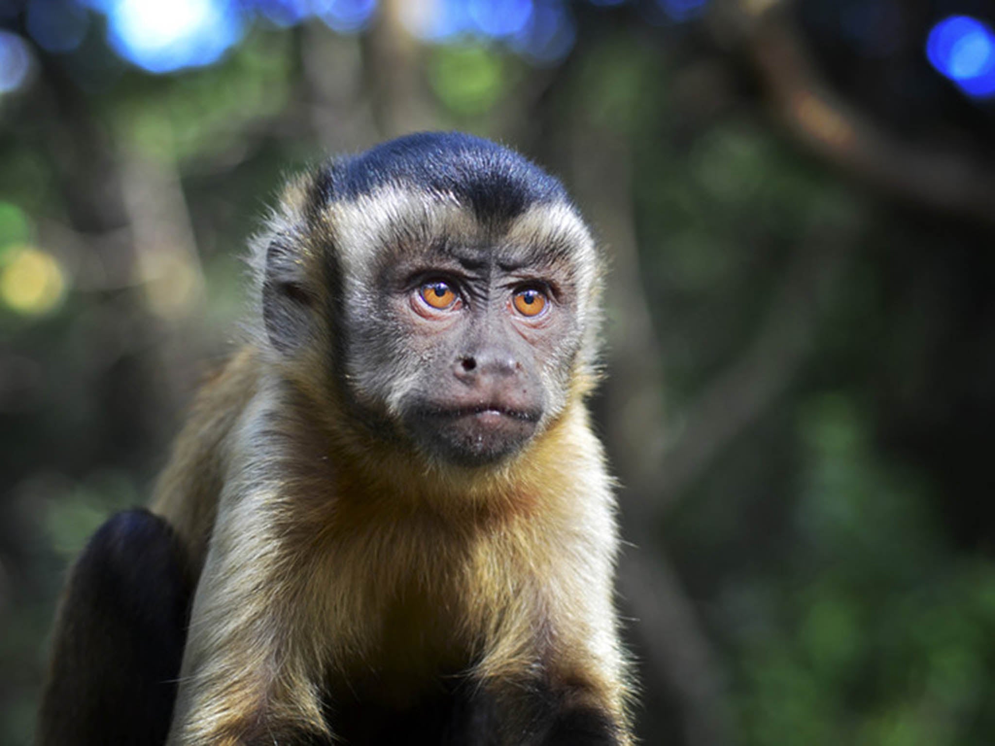 Capuchin monkeys went a bit bananas when they realised they were being rewarded unfairly