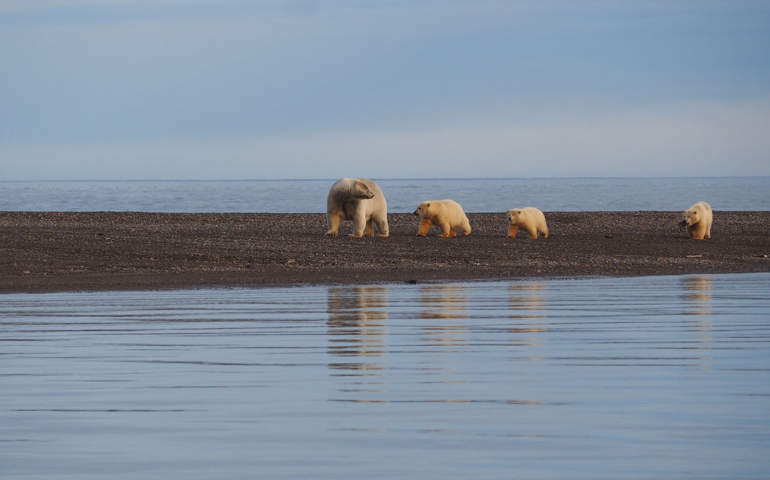 A mother polar bear watches over her cubs