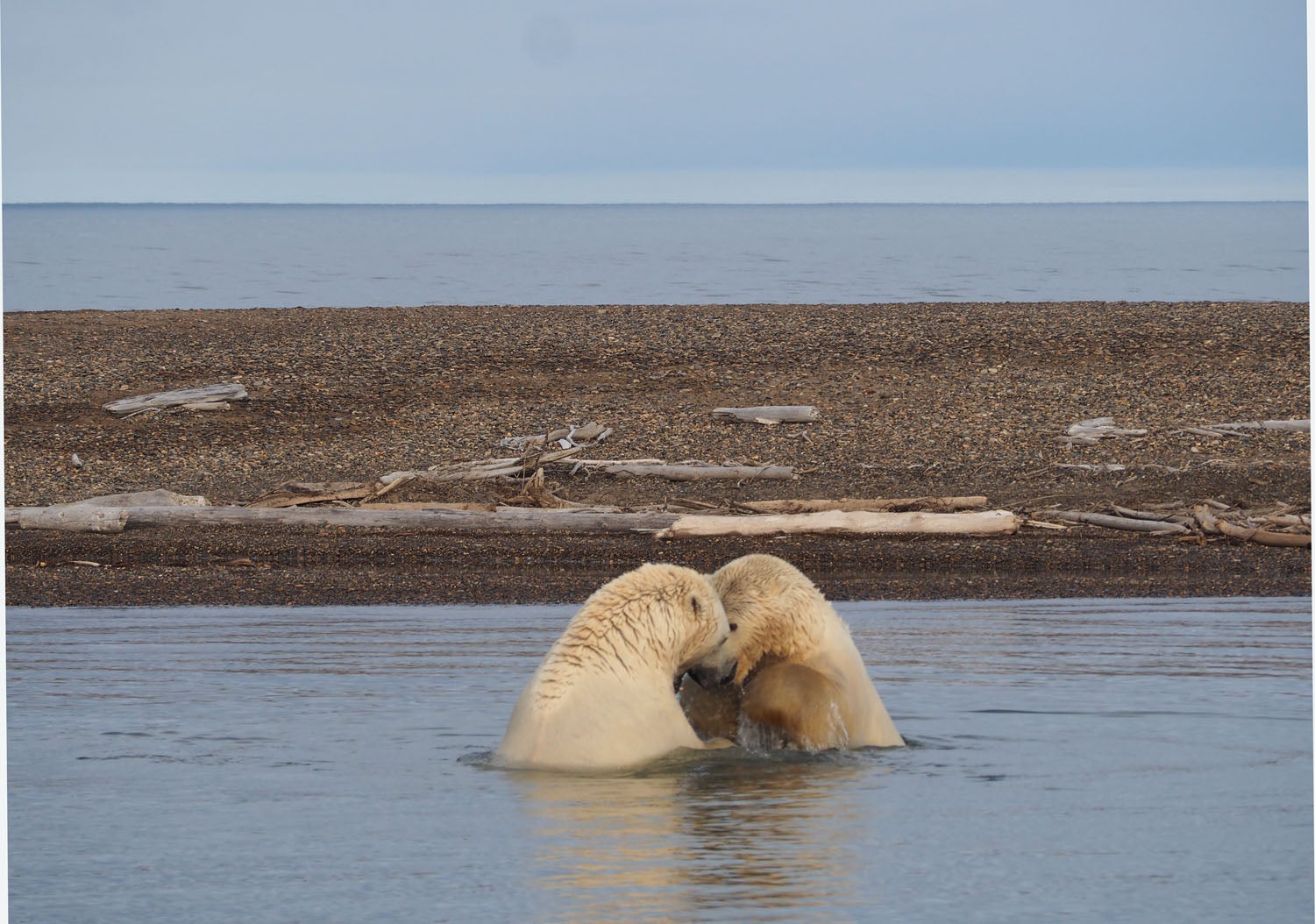 Two male polar bears wrestle in the shallows near Kaktovik