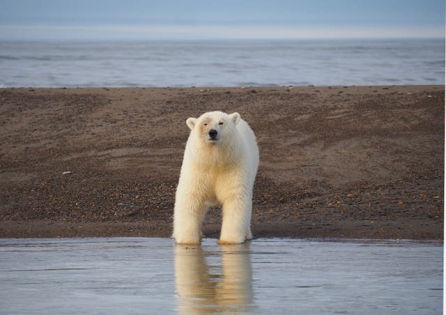 A male polar bear stares down a Kaktovik tourist boat
