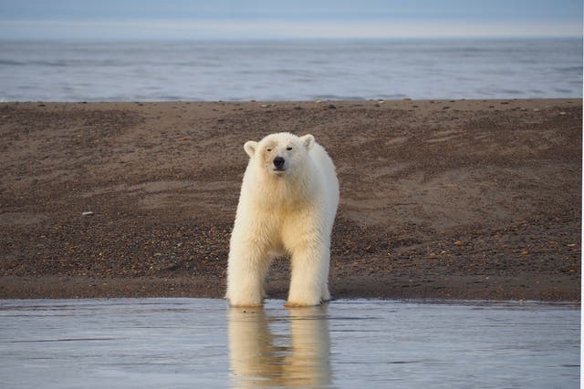 A male polar bear stares down a Kaktovik tourist boat