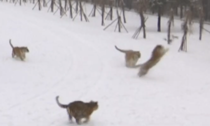 A Siberian tiger takes down a drone mid-flight
