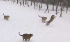 Video shows tigers take down drone in China