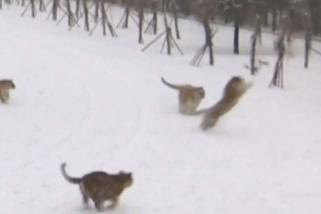 A Siberian tiger takes down a drone mid-flight
