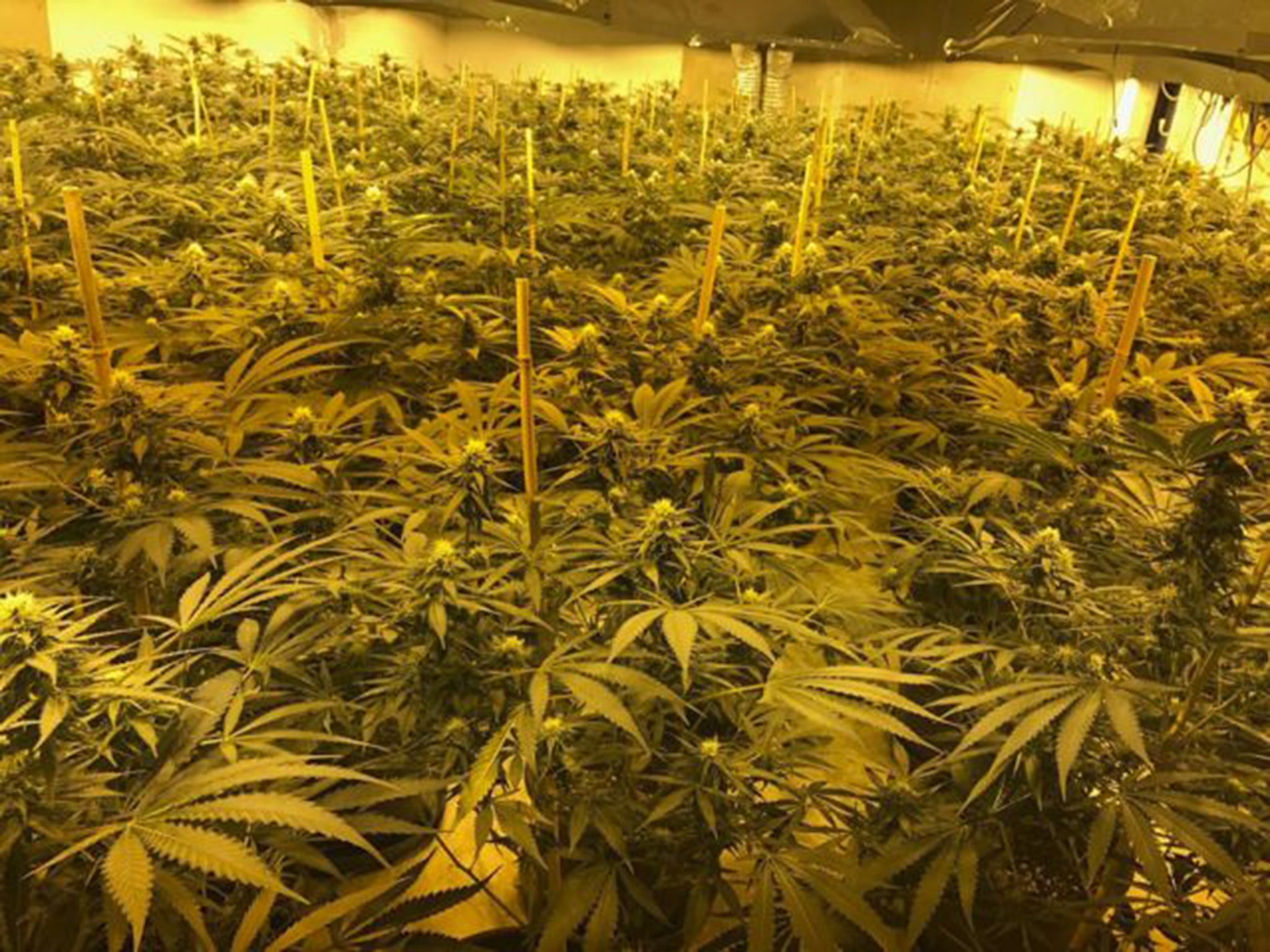 Criminals had turned a 1980s nuclear bunker in Wiltshire into a huge cannabis farm