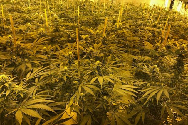 Criminals had turned a 1980s nuclear bunker in Wiltshire into a huge cannabis farm