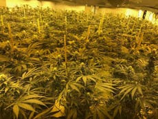 Children forced to work at cannabis factories as slaves, warns charity
