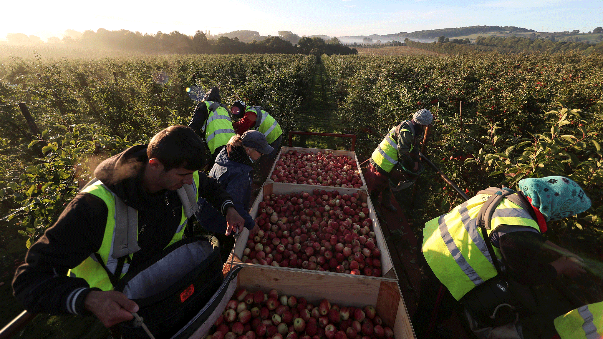 Agriculture has been one of the first industries to be hit by a shortage of willing migrant labour; others look likely to follow