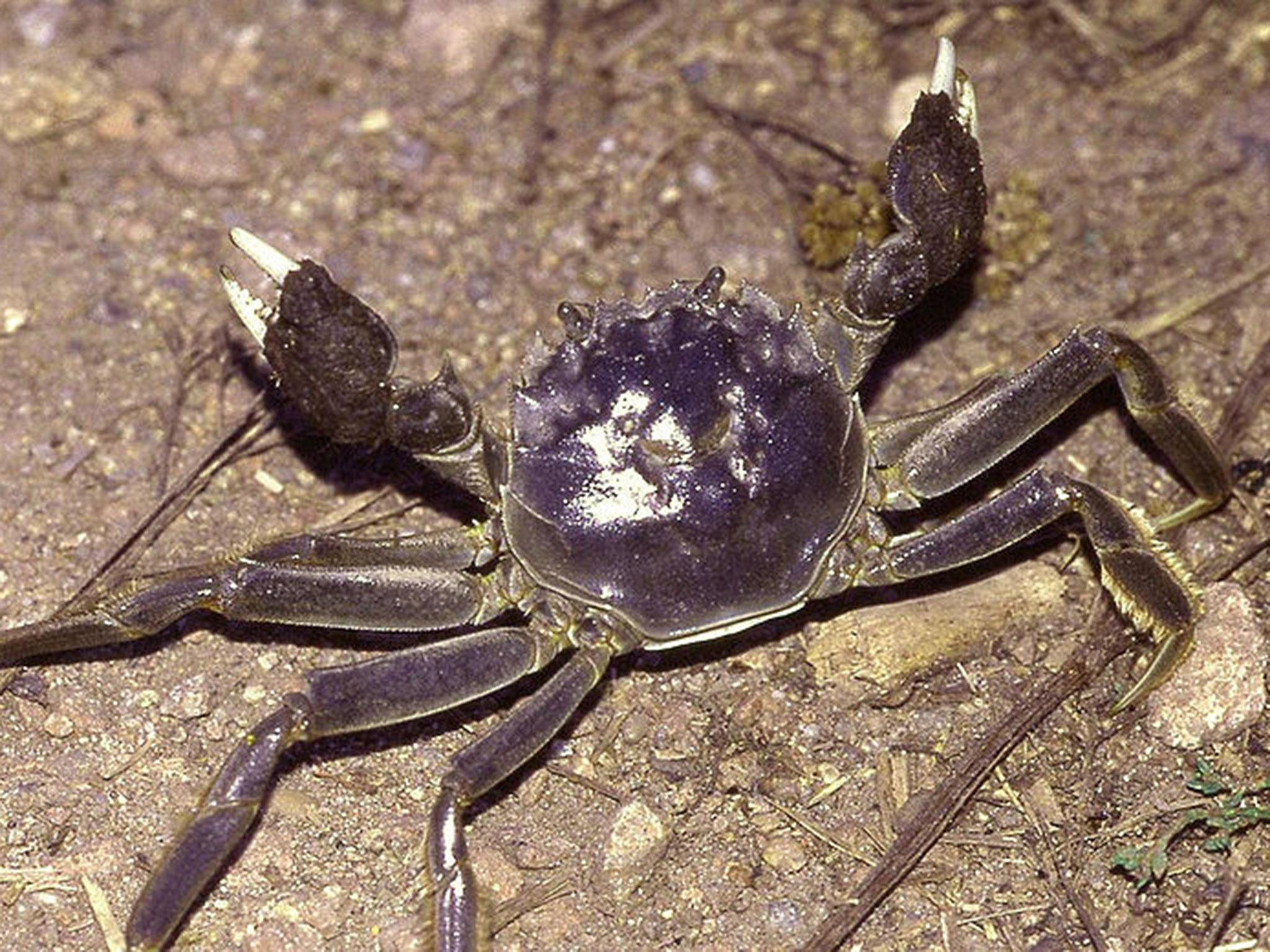Chinese mitten crabs burrow into river banks, affecting their integrity and so can cause considerable damage