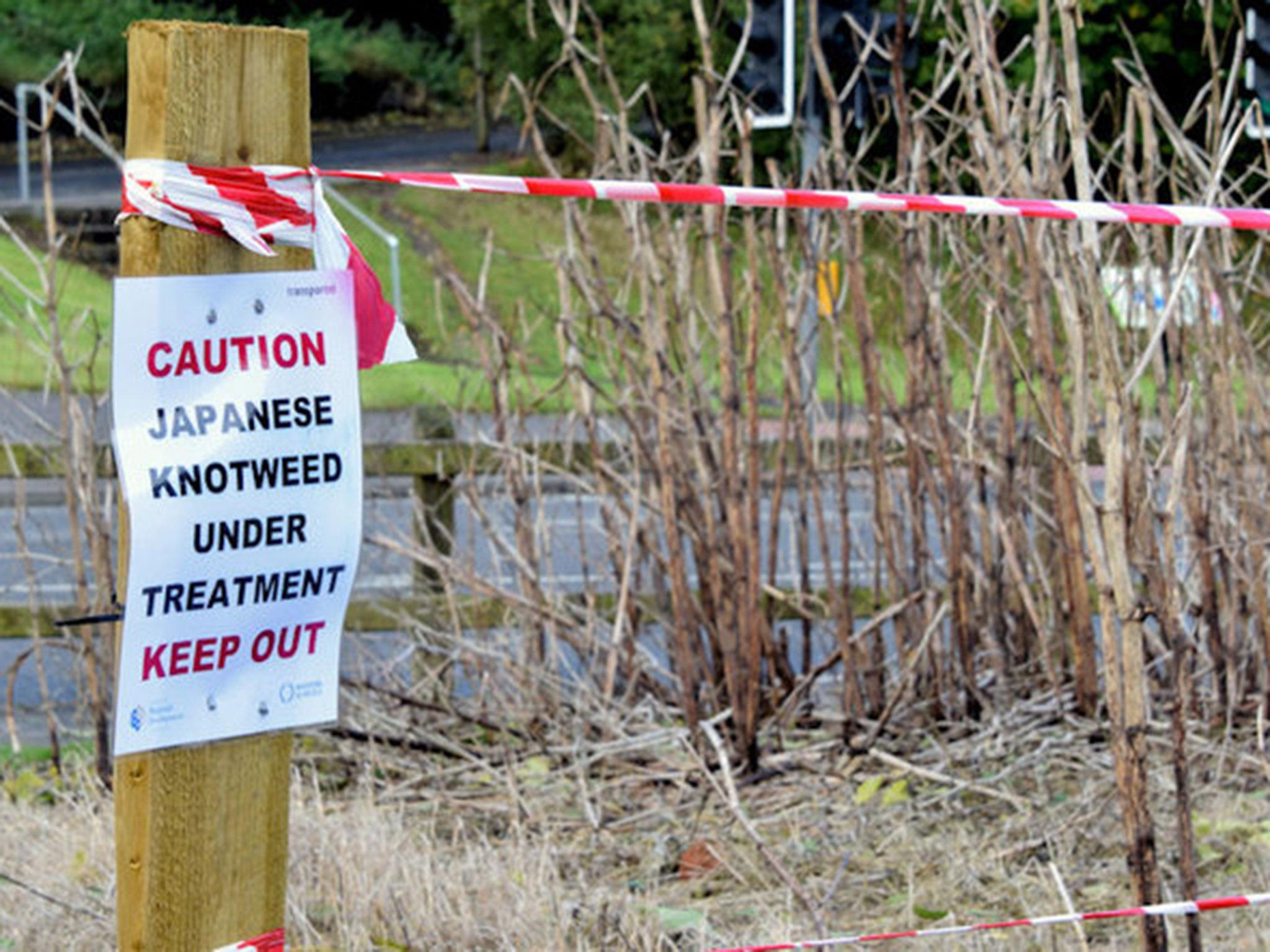 Japanese knotweed is listed by the World Conservation Union as one of the world’s worst invasive species