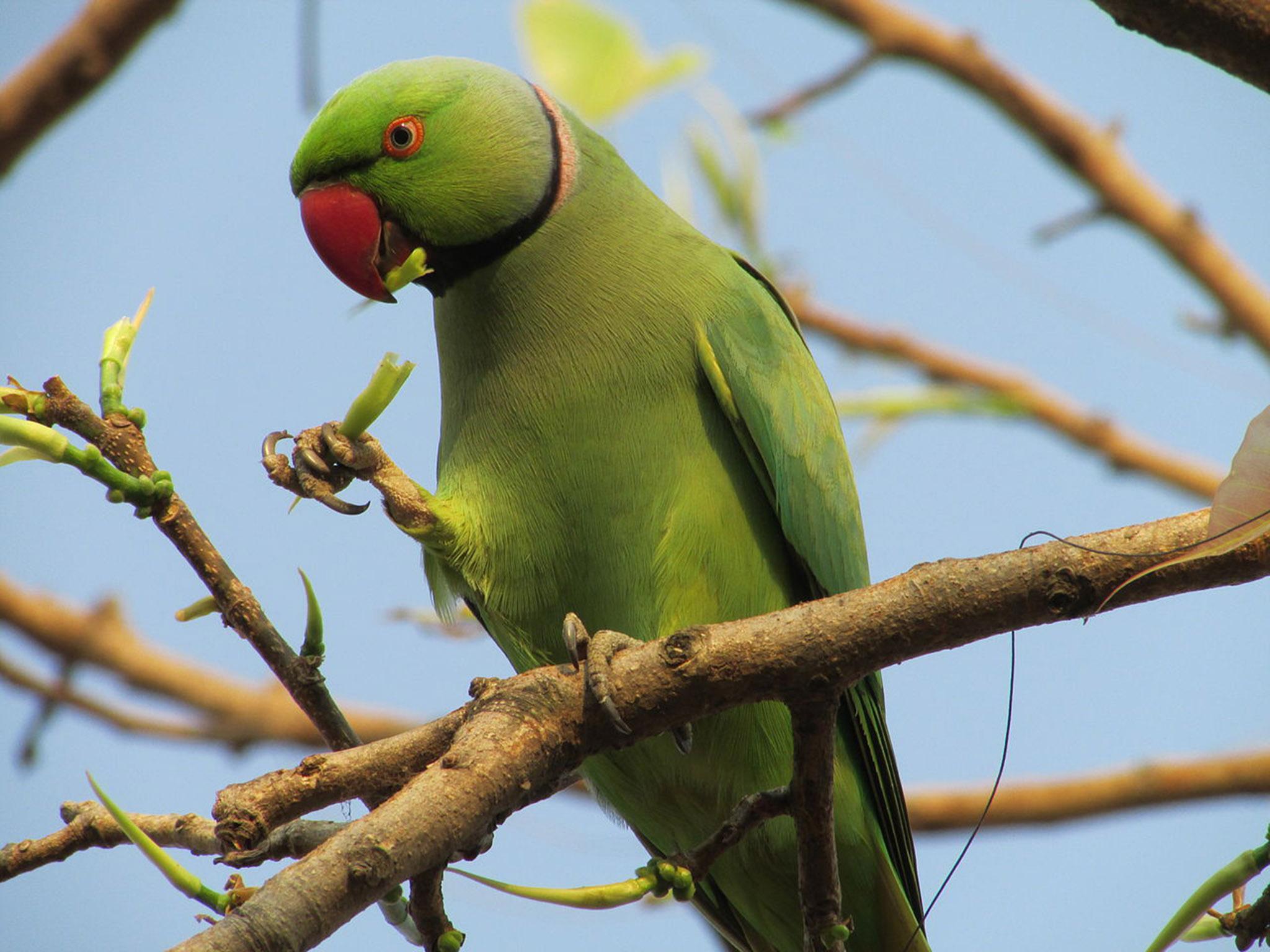 Rose-ringed parakeet are a threat to crops and are almost as numerous in London as the urban fox