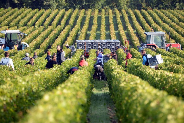 Grape pickers during the harvest in Martillac, Bordeaux