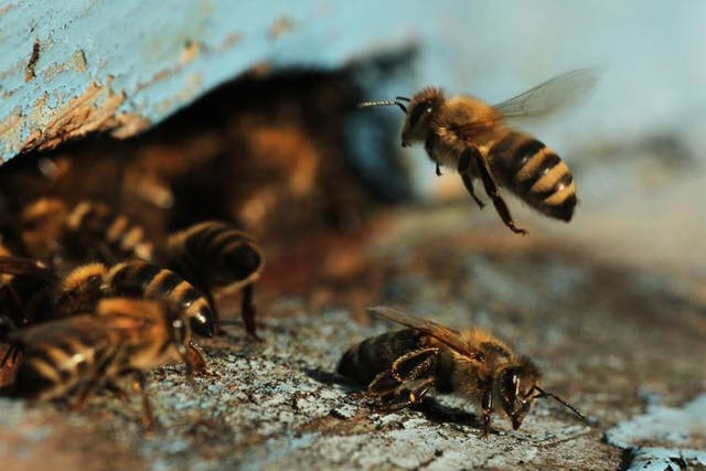 Bees' brains have the power to figure out sport on their own