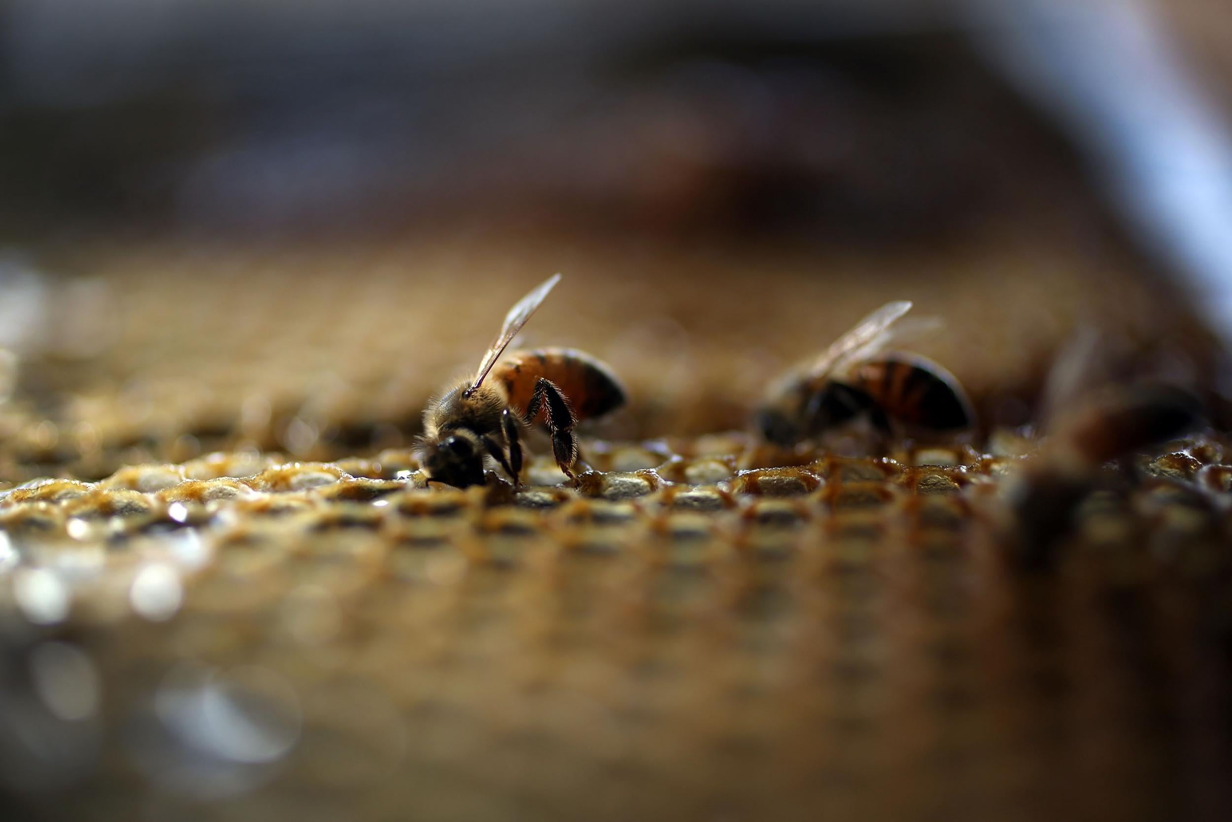 Despite their size, bees have the ability to figure complex situations