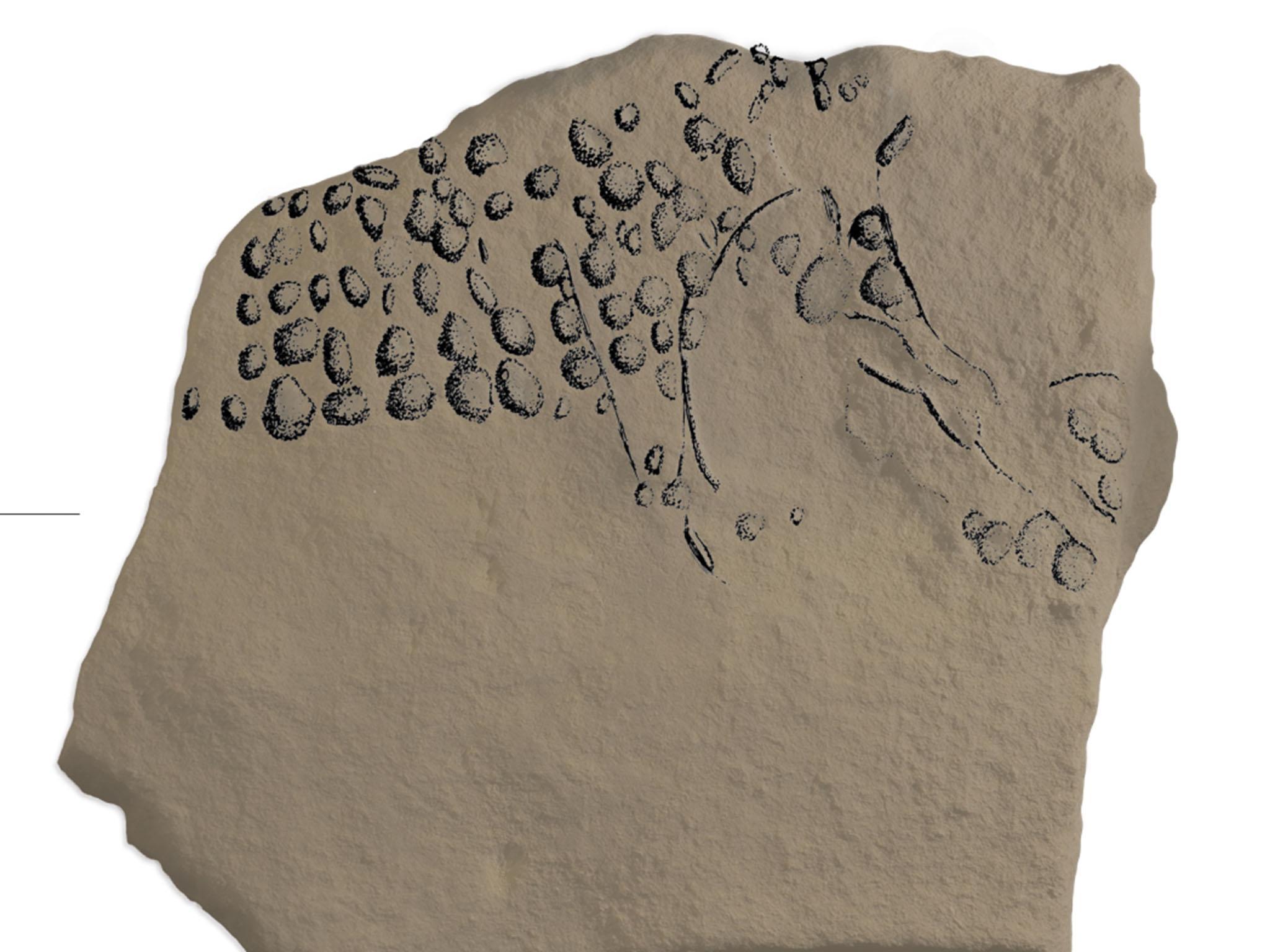A drawing of the engraved stone highlights the individual pixels that make up a mammoth, or auroch, facing right