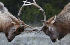 Drone causes 1,500 elk to stampede for half a mile 