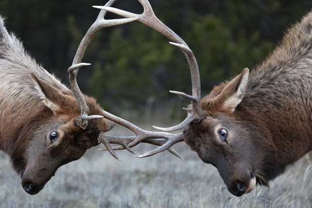 Elk are not an endangered species 
