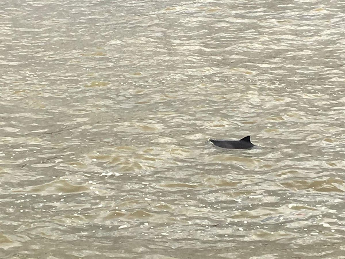 Dolphin spotted swimming in Connecticut's Thames River