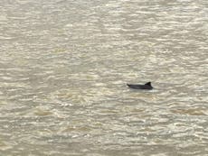 Dolphin spotted swimming in River Thames