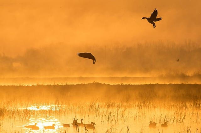 Nestled in the heart of California’s Central Valley, the Cosumnes River Preserve is a critical stop on the Pacific Flyway for migrating and wintering waterfowl. The preserve includes 46,000 acres of grasslands, vernal pools, wetlands and valley oak forests