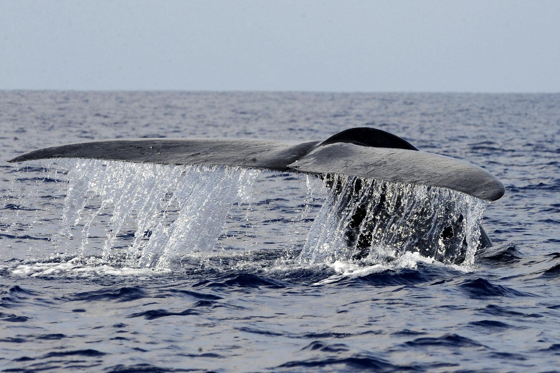 Three British sailors rescued from Atlantic Ocean after yacht collides with whale