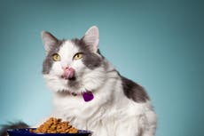 Pets at Home recall cat food after animals started collapsing