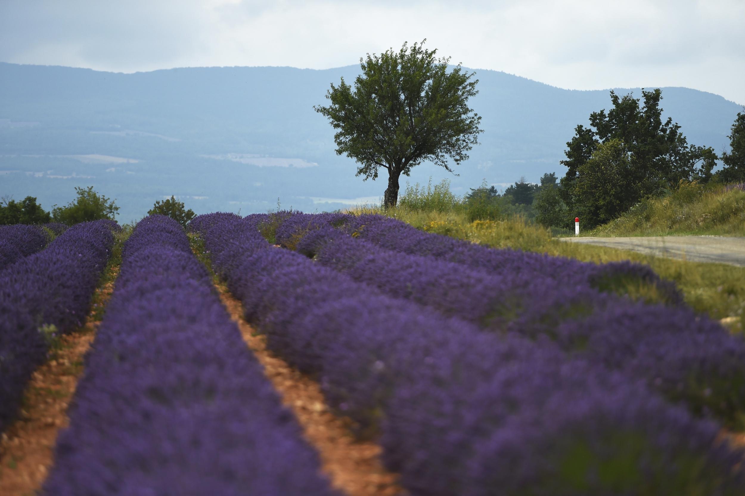 The lavender fields of Provence will be warm in June (although lavender season comes later)