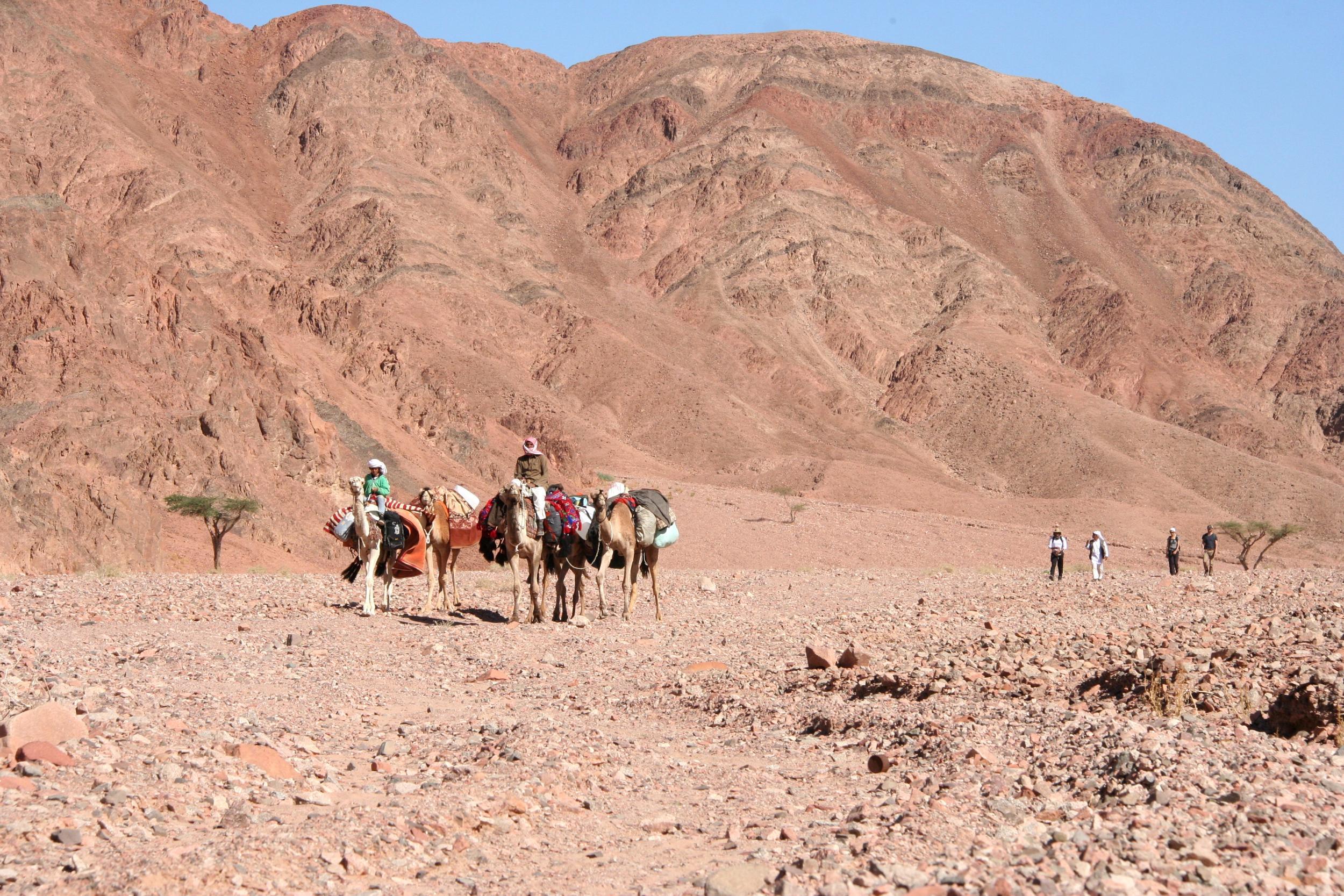 Cameleers overtake hikers en route to the evening’s camp