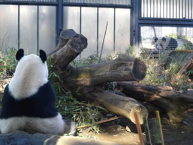 Shin Shin, left, in her enclosure as Ri Ri looks on