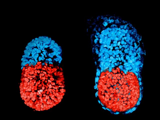 An artificially created three-dimensional model of a mouse embryo at 96 hours, left, and then an embryo cultured in a test tube for 48 hours from the blastocyst stage, right. The red colour denotes the embryo-like structure while the blue shows extra-embryonic material that would form the placenta.