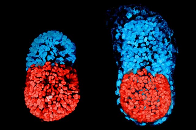 An artificially created three-dimensional model of a mouse embryo at 96 hours, left, and then an embryo cultured in a test tube for 48 hours from the blastocyst stage, right. The red colour denotes the embryo-like structure while the blue shows extra-embryonic material that would form the placenta.