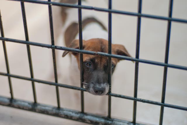 Leading welfare charities including IFAW support a ban on third party puppy sales
