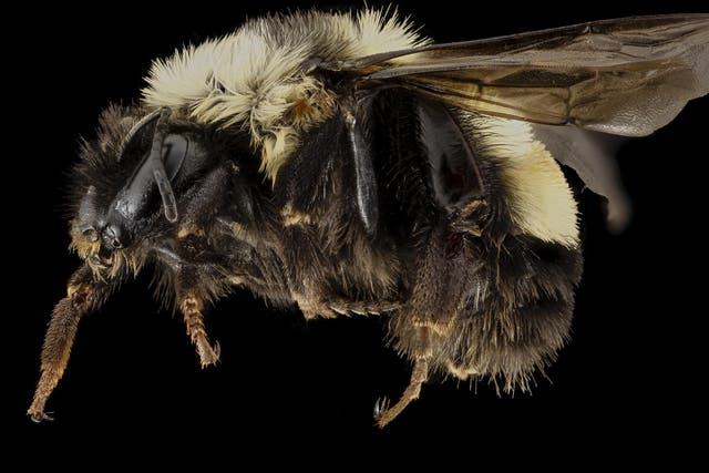 Donald Trump is facing legal action over the rusty-patched bumblebee