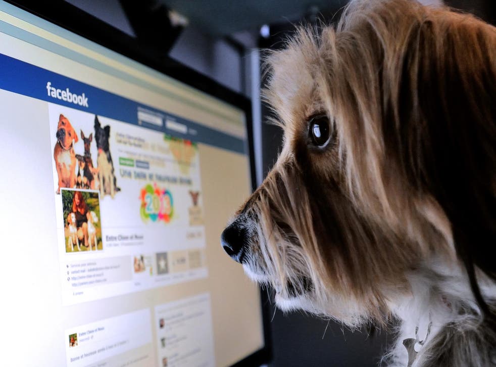 A dog stands in front of a computer screen with a facebook page opened on it, on January 4, 2013 in Lille, Northern France