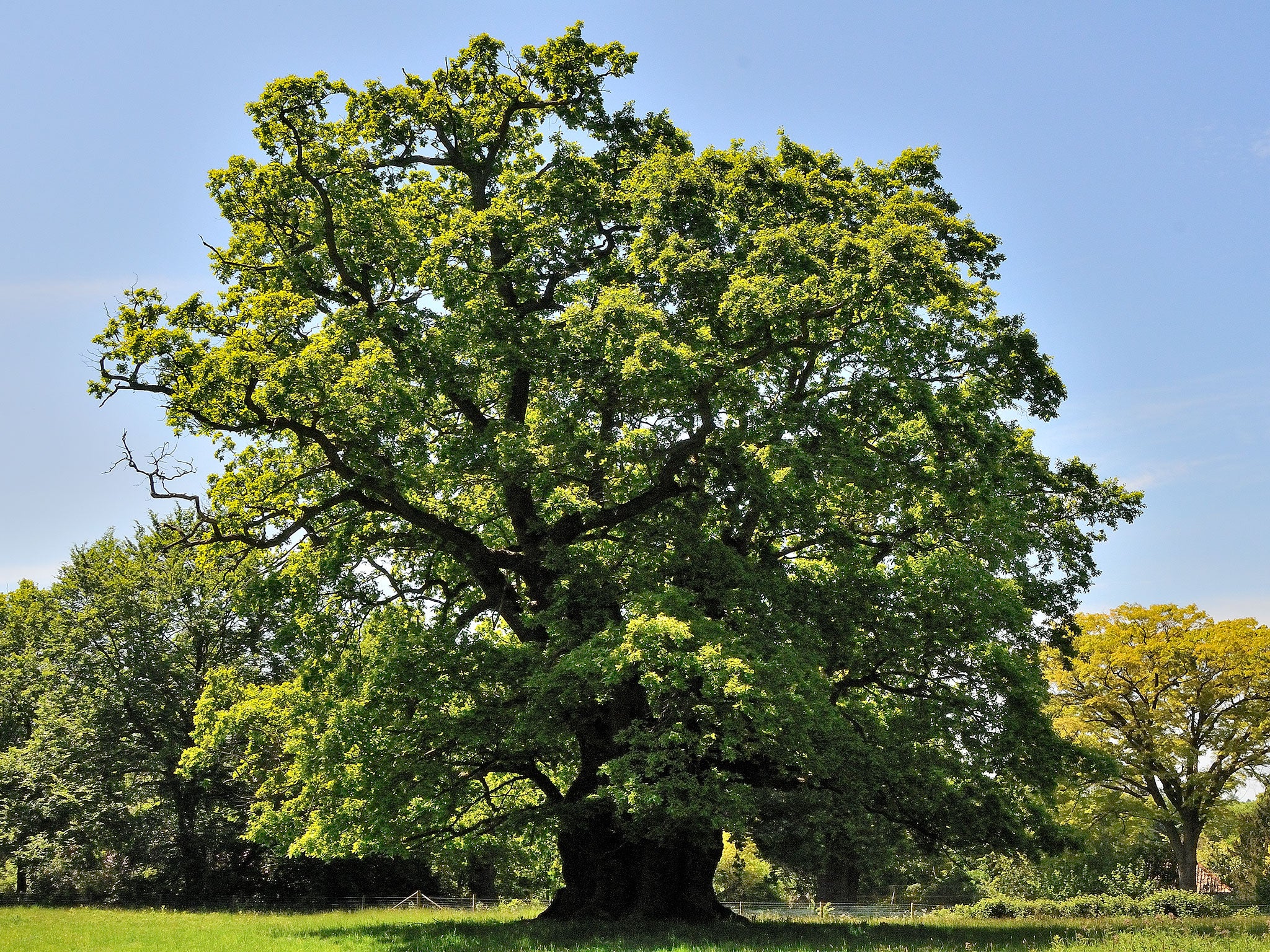 Oak Tree Size Chart