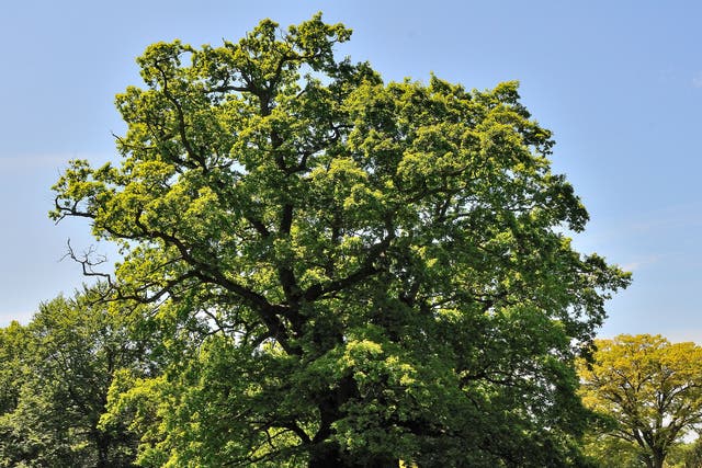 This 850-year-old ancient oak at King’s Walden is among 117 examples dating back 800 to 1,000 years